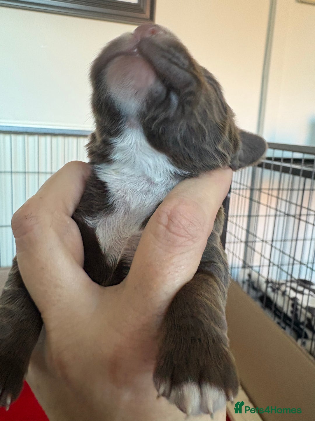 Cocker Spaniel dogs for sale: Stunning WCS pups - Image 13