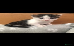 Domestic Shorthair cats for sale: 2 beautiful kittens for sale  - Image 3
