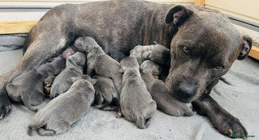 Staffordshire Bull Terrier dogs KC Registered Blue Staffordshire bull terrier - Advert 7