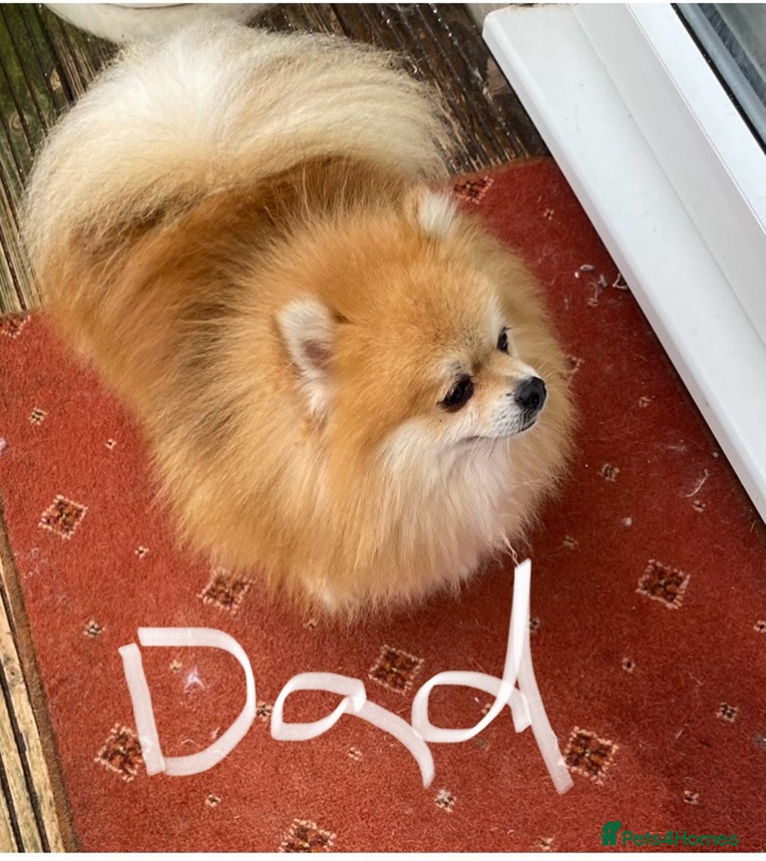 Pomeranian dogs for sale: Pomeranian puppies ready to go… - Advert 3