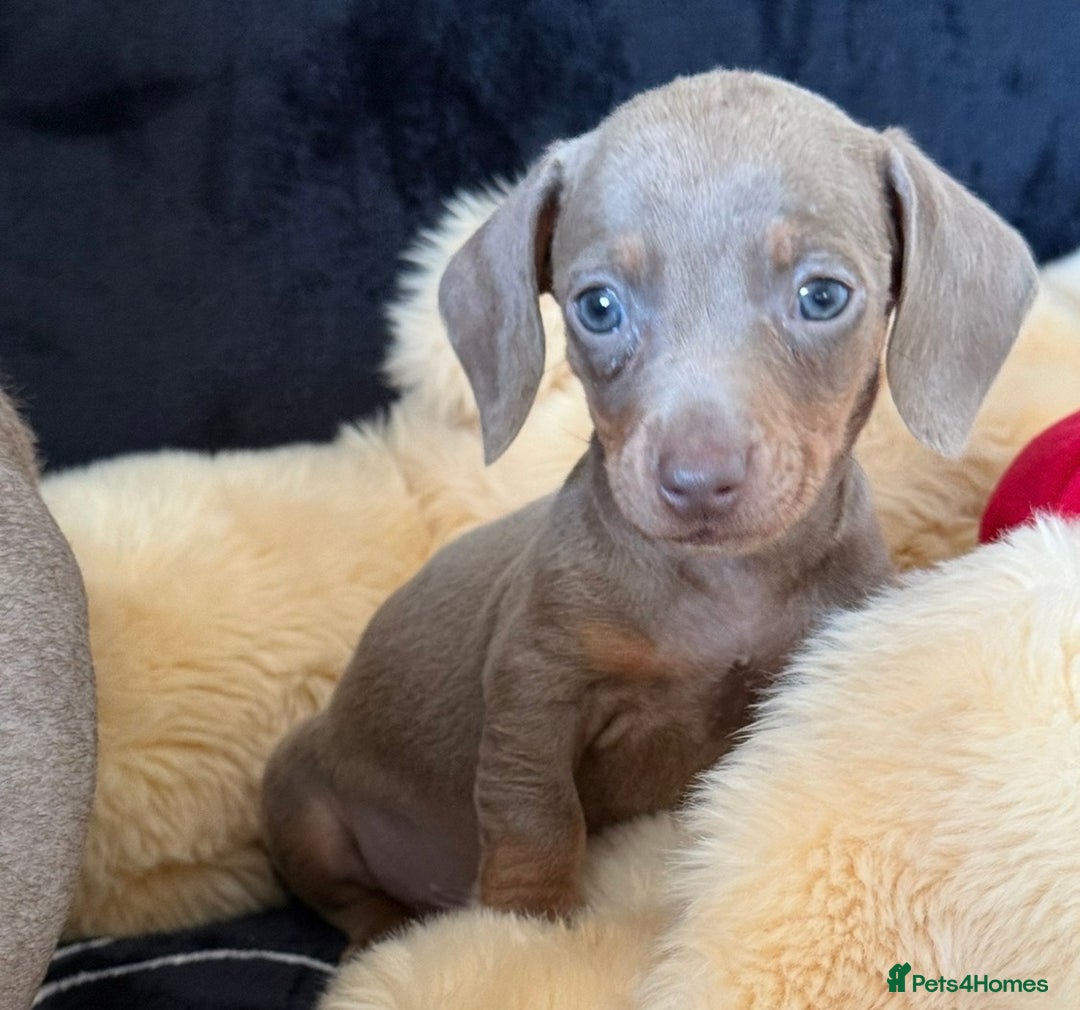 Miniature Dachshund dogs for sale: Beautiful Dachshund Puppies (Males) - Advert 8