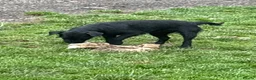 Mixed Breed dogs for sale: The A Team Twins in Killin - Advert 1