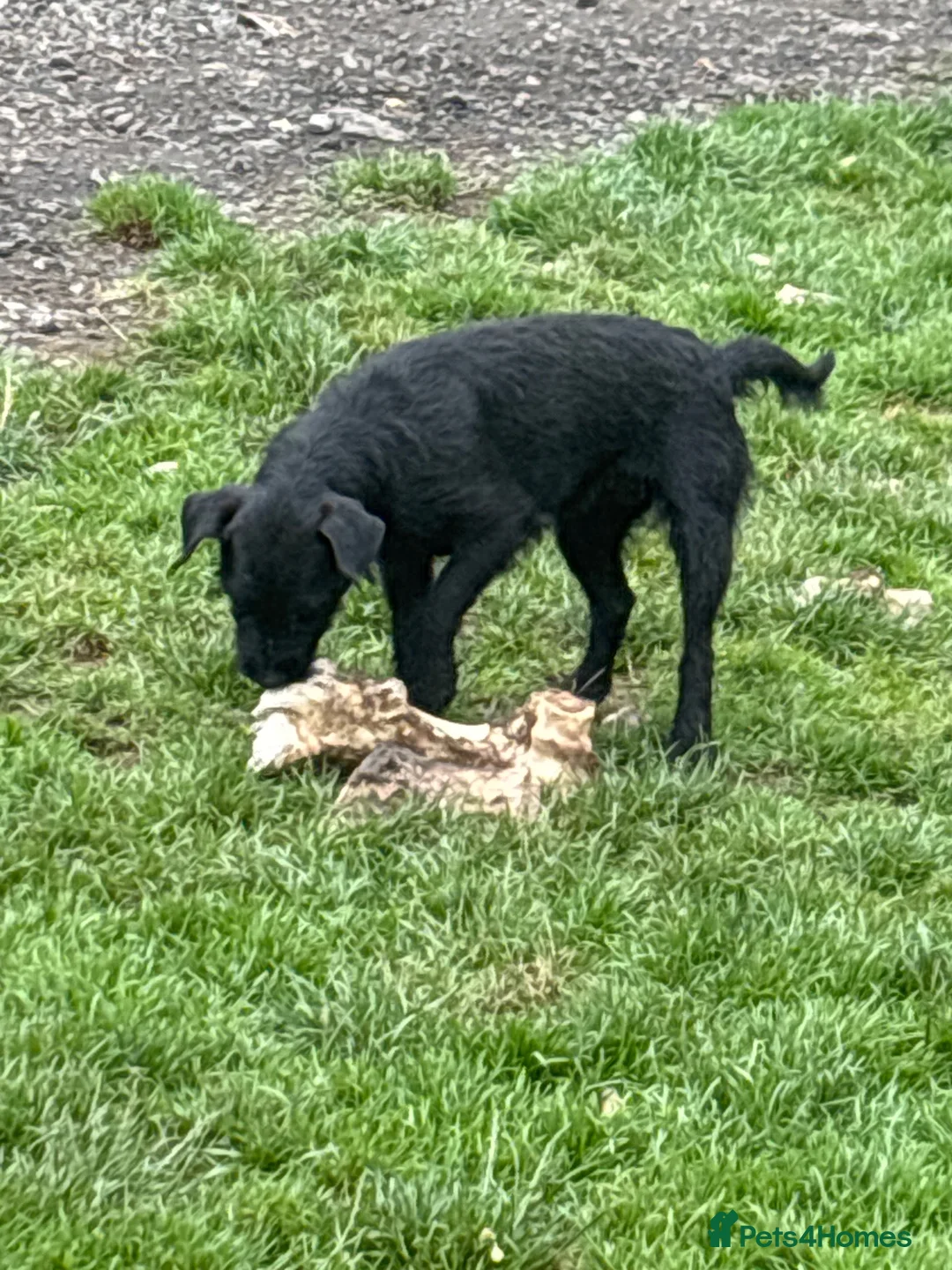 Mixed Breed dogs for sale: The A Team Twins in Killin - Advert 1