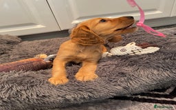 Cocker Spaniel dogs for sale:  Cocker spaniel puppies  - Advert 20