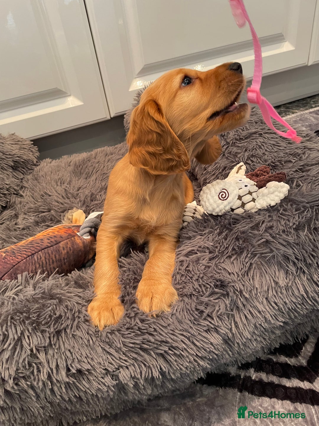 Cocker Spaniel dogs for sale:  Cocker spaniel puppies  - Advert 20