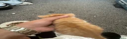 Mixed Breed cats for sale: Beautiful kittens for sale🩵 - Advert 3