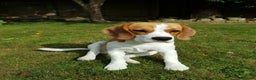 Beagle dogs for stud: Snoopy tricolored beagle for stud in Hemel Hempstead - Advert 1