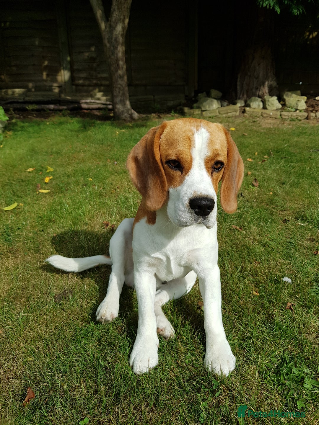 Beagle dogs for stud: Snoopy tricolored beagle for stud in Hemel Hempstead - Image 1