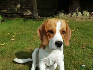 Beagle dogs in Hemel Hempstead - Advert 5