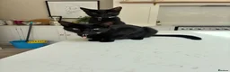 Mixed Breed cats for sale: Beautiful kittens  - Advert 1