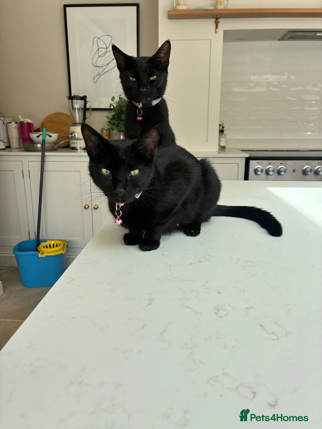Mixed Breed cats for sale: Beautiful kittens  - Advert 1