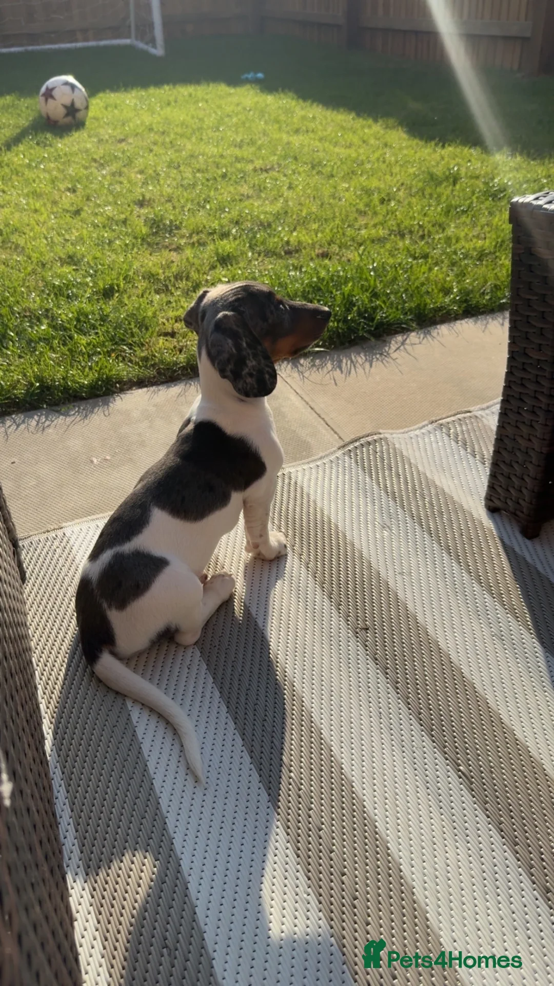 Miniature Dachshund dogs for sale: Miniature dachshund- rehoming  - Advert 14