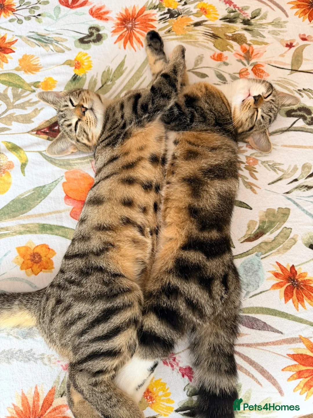 Mixed Breed cats for sale: Mix breed - Advert 1