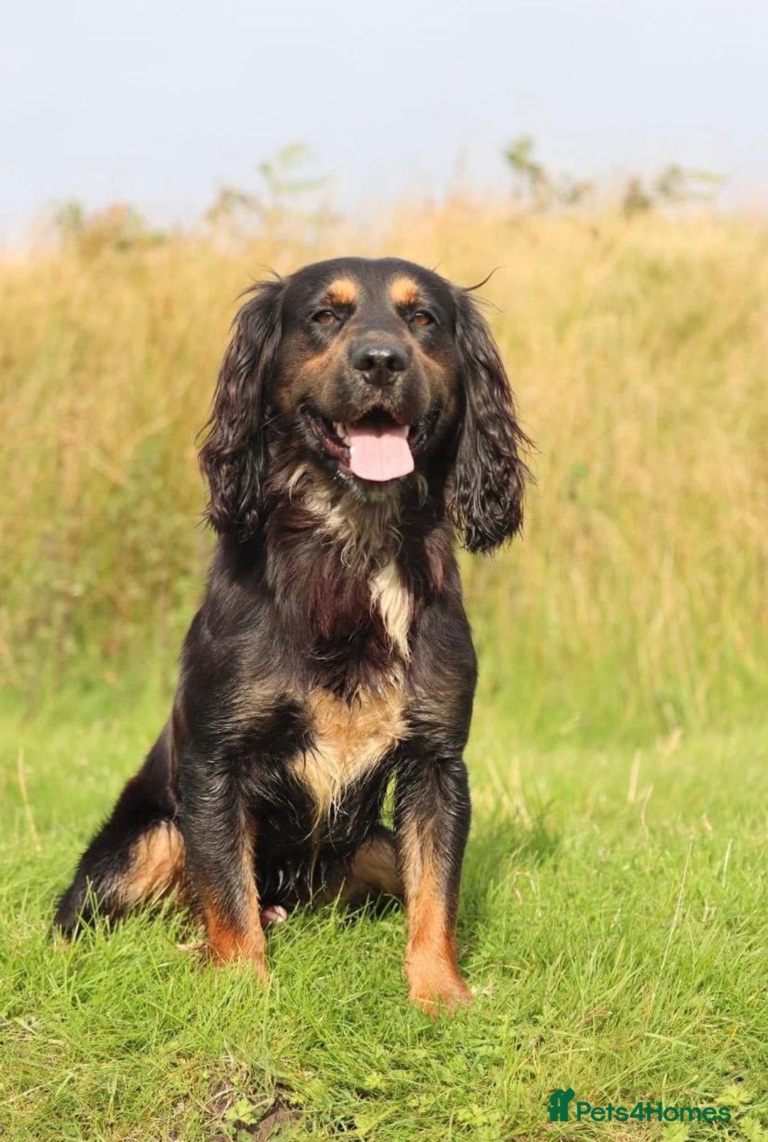 Cocker Spaniel dogs for sale: 1 Black Boy left Working Cocker Spaniel  - Advert 8