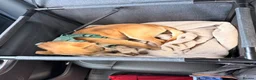 Chihuahua dogs for sale: Hi my name is Caspian - Advert 11