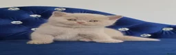 British Shorthair cats for sale: Lovely lilac British shorthair kittens. - Advert 3