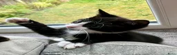 Mixed Breed cats for sale: 2 Lovely kittens for sale (1 boy, 1 girl) - Advert 15