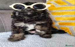 Cockapoo dogs for sale: Fully Vaccinated, Adorable small Cockapoo puppies - Image 12