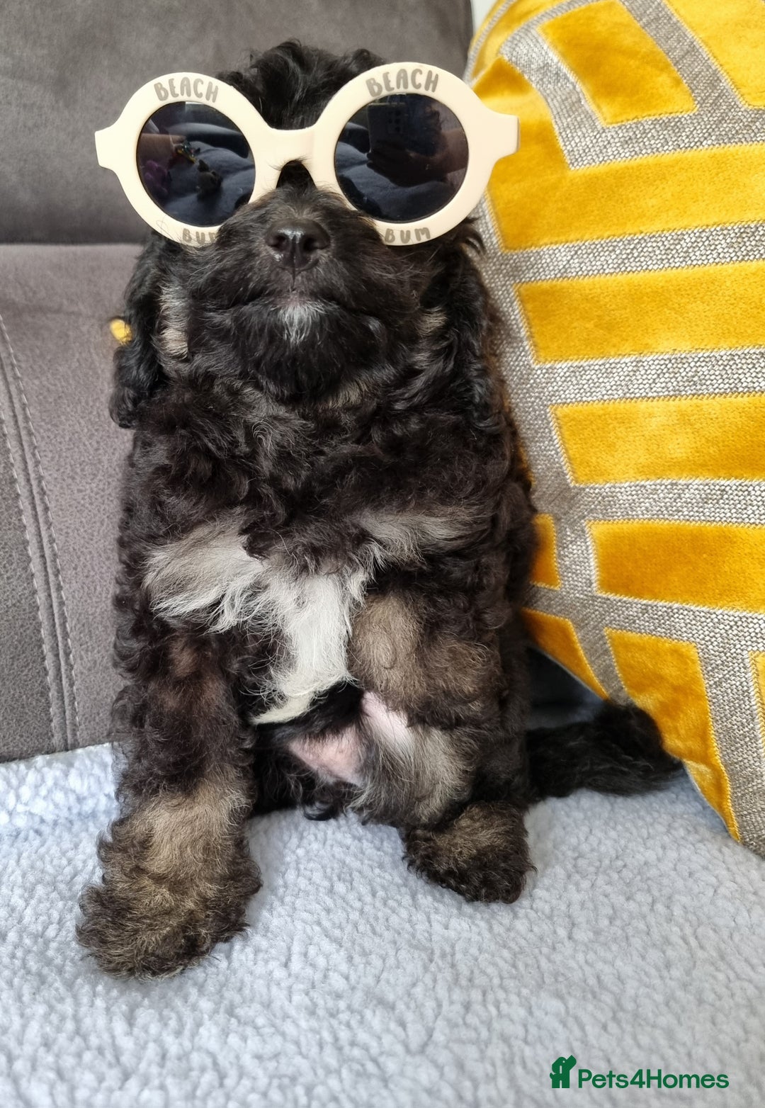 Cockapoo dogs for sale: Fully Vaccinated, Adorable small Cockapoo puppies - Image 12