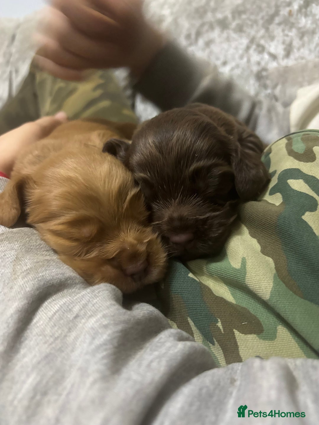 Cocker Spaniel dogs for sale: 4 Beautiful Female Cocker Spaniel Pups For Sale - Advert 7