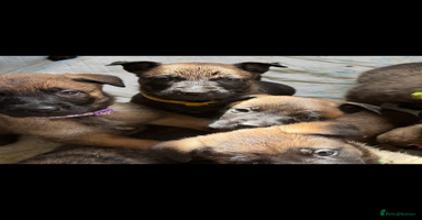 Belgian Shepherd Dog dogs - Advert 10