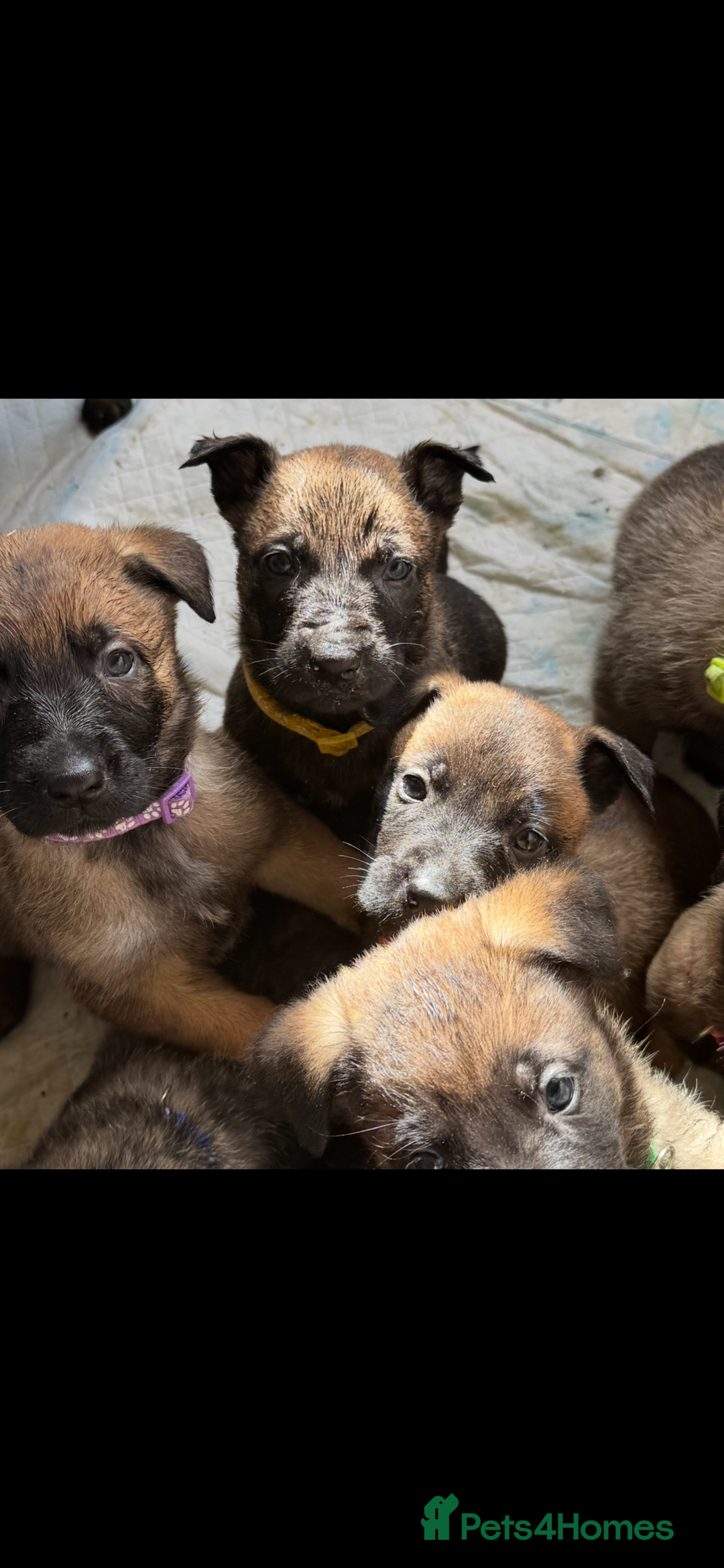 Belgian Shepherd Dog dogs for sale: Skye x Nines very last litter ever! 3B &7G  - Image 3