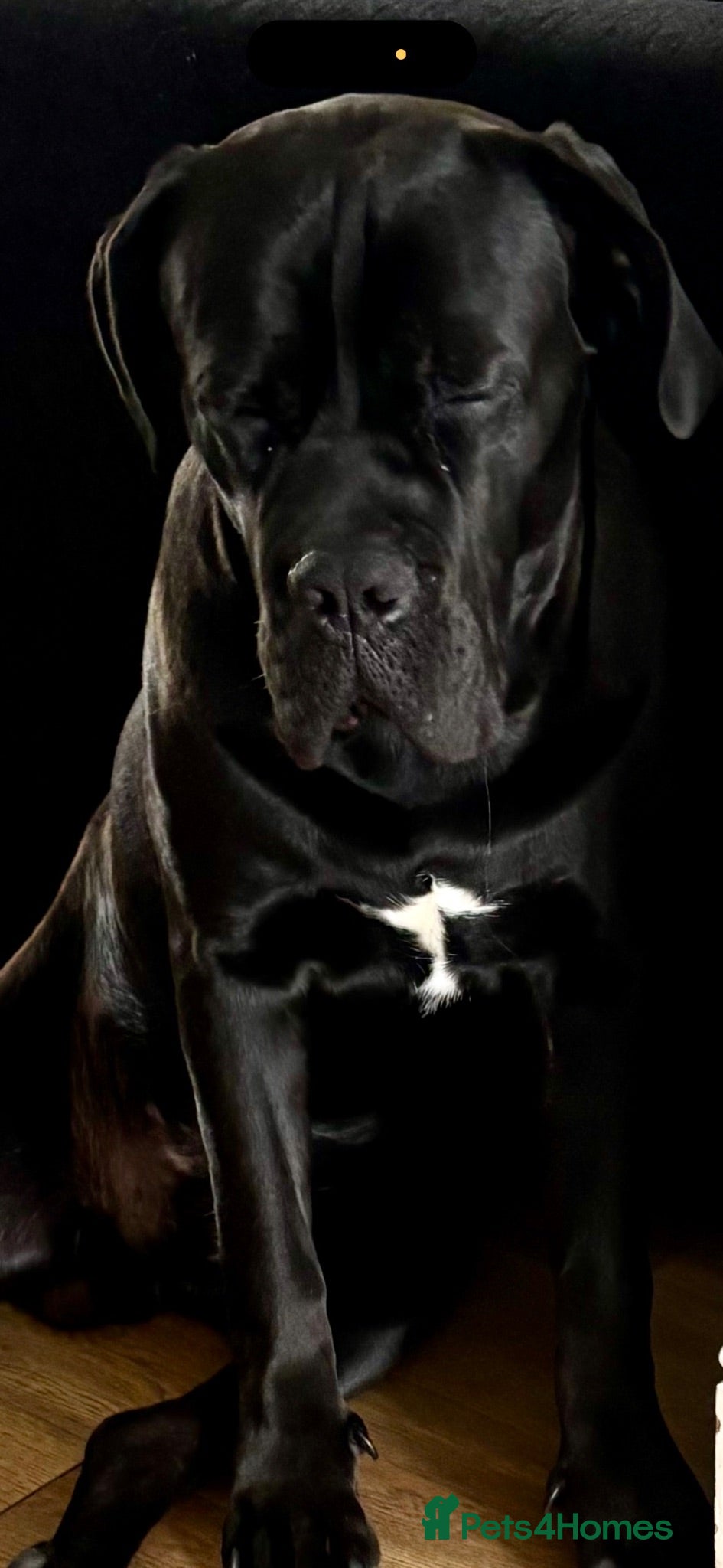 Cane Corso dogs 8month old cane corso - Advert 9