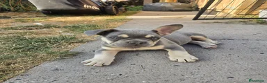 French Bulldog 1