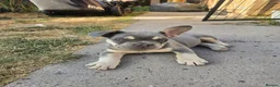 French Bulldog dogs for sale: Lovely French bulldog pups  in Studley - Advert 5