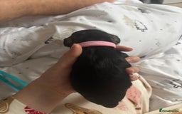 Miniature Schnauzer dogs for sale: Beautiful kc reg salt and pepper schnauzer - Advert 2