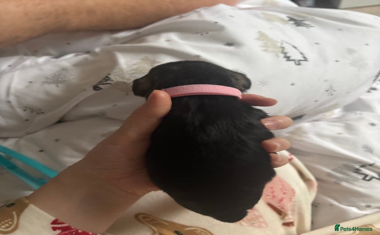 Miniature Schnauzer dogs Beautiful kc reg salt and pepper schnauzer - Advert 6