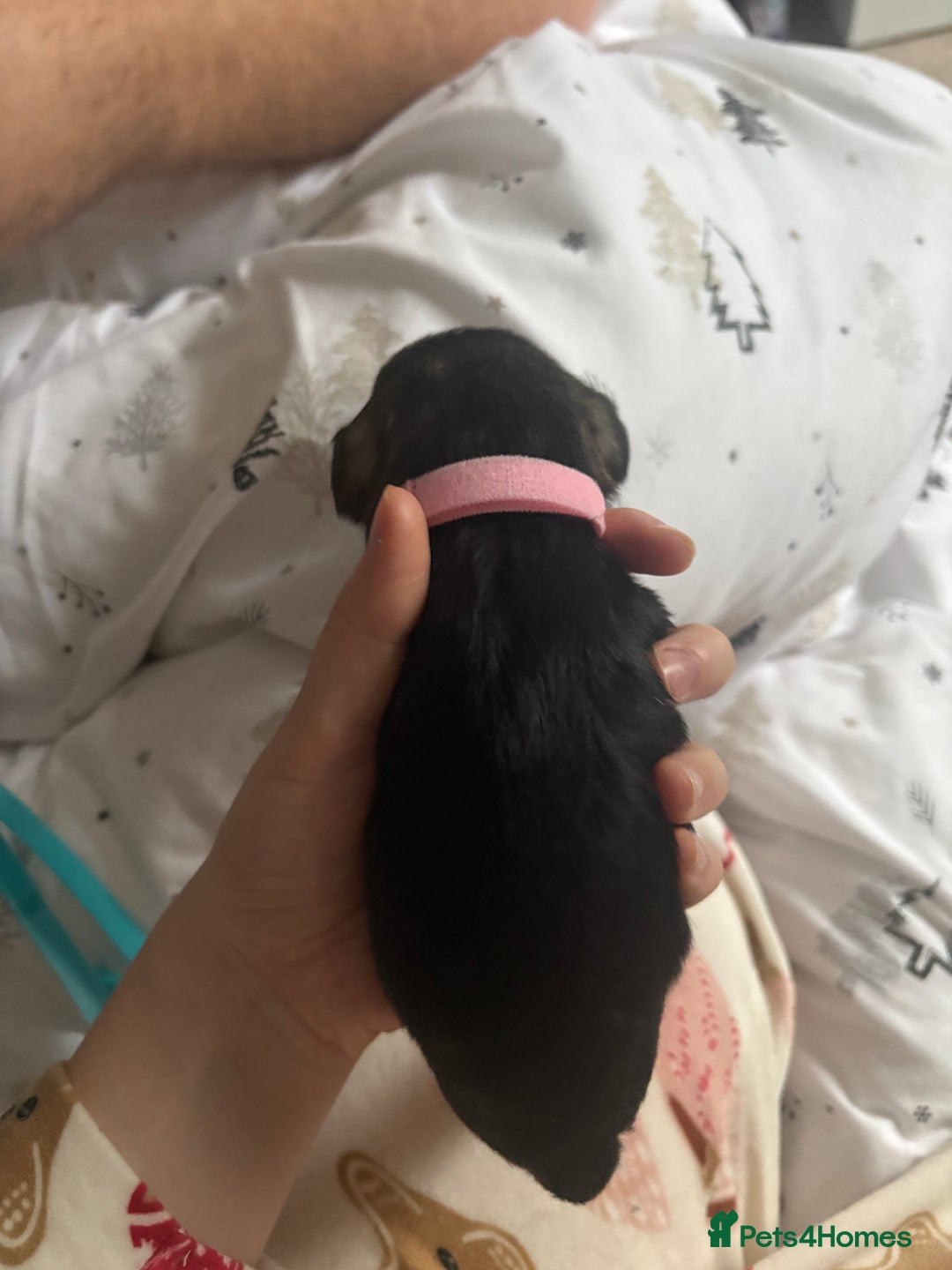 Miniature Schnauzer dogs for sale: Beautiful kc reg salt and pepper schnauzer - Advert 2