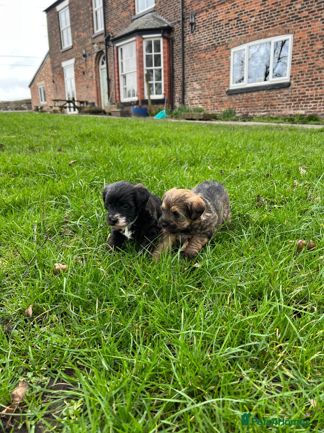 Mixed Breed dogs for sale: Borderpoo pups for sale(borderterrier x toypoodle) in Manchester - Advert 4