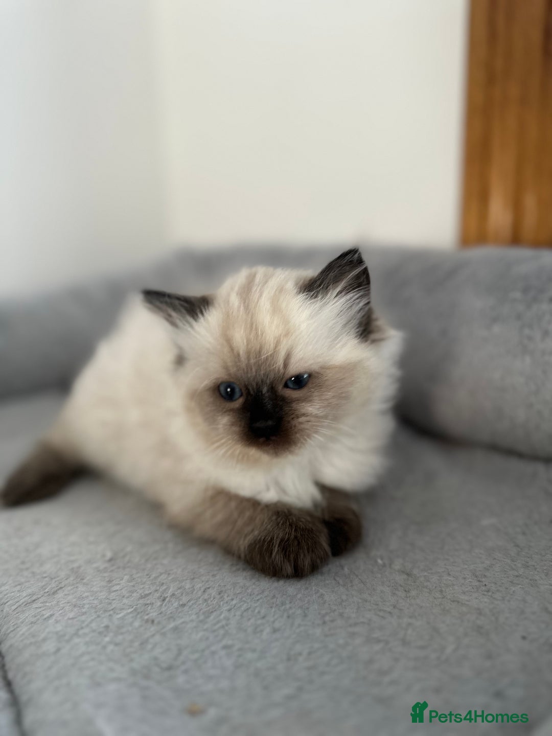 Ragdoll cats for sale: Gorgeous ragdoll kitten - Image 5