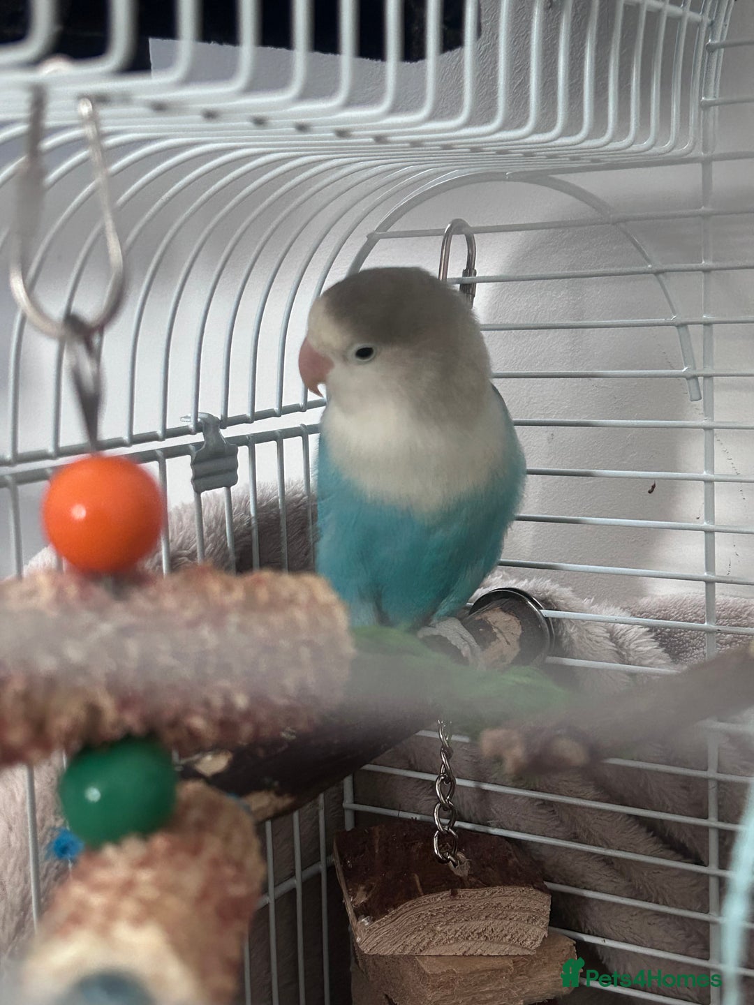 Lovebirds birds for sale: 2 Bonded Lovebirds For sale. NEED GONE❤️ - Advert 3