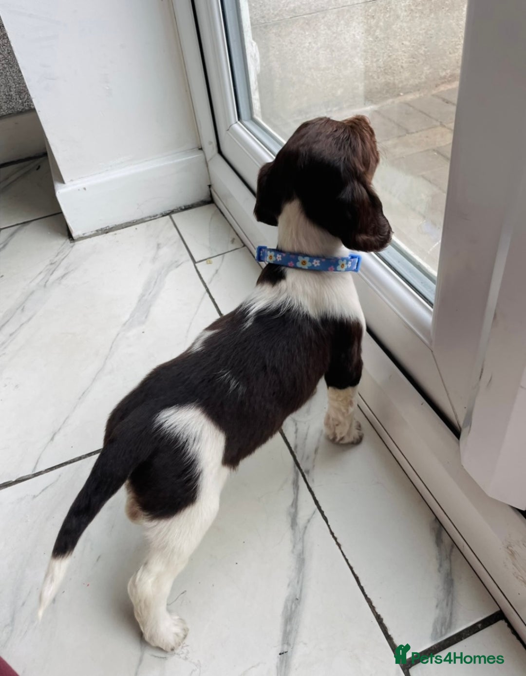 Sprocker dogs for sale: Stunning sprocker puppies  - Advert 22