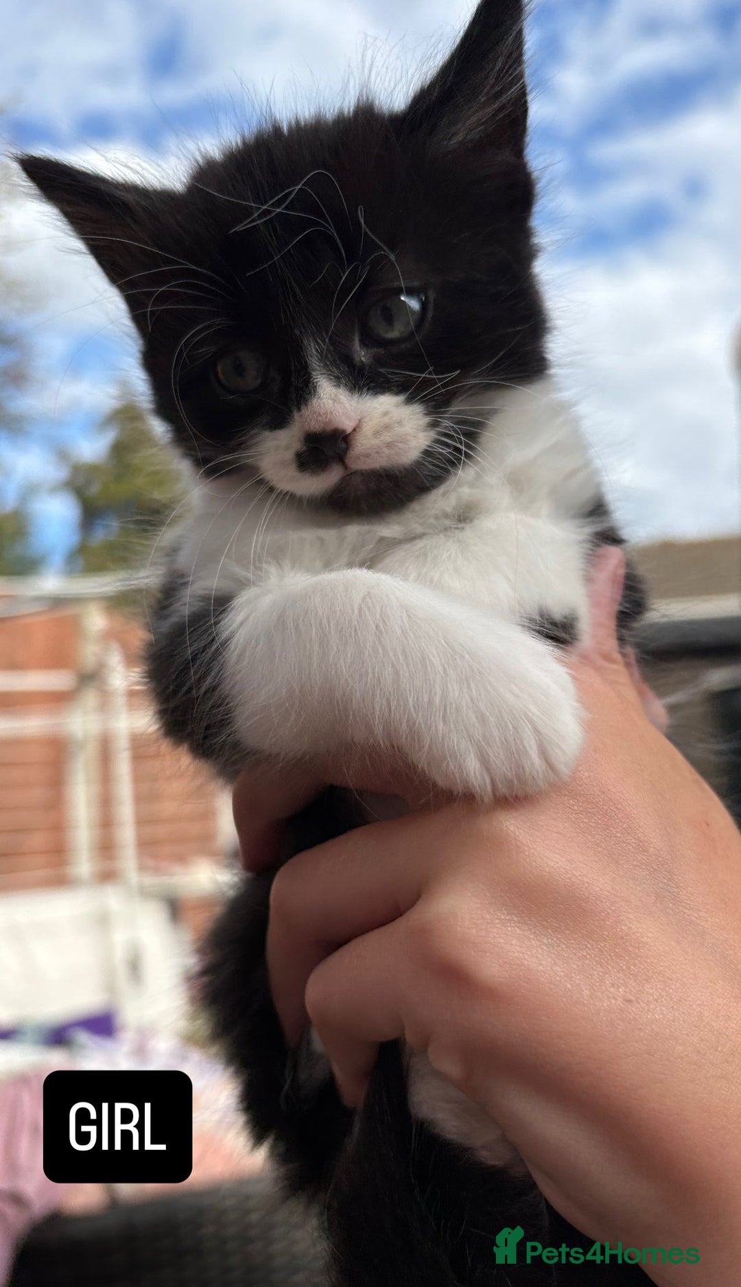 Domestic Shorthair cats for sale: 5 Beautiful kittens ready to leave  - Image 3