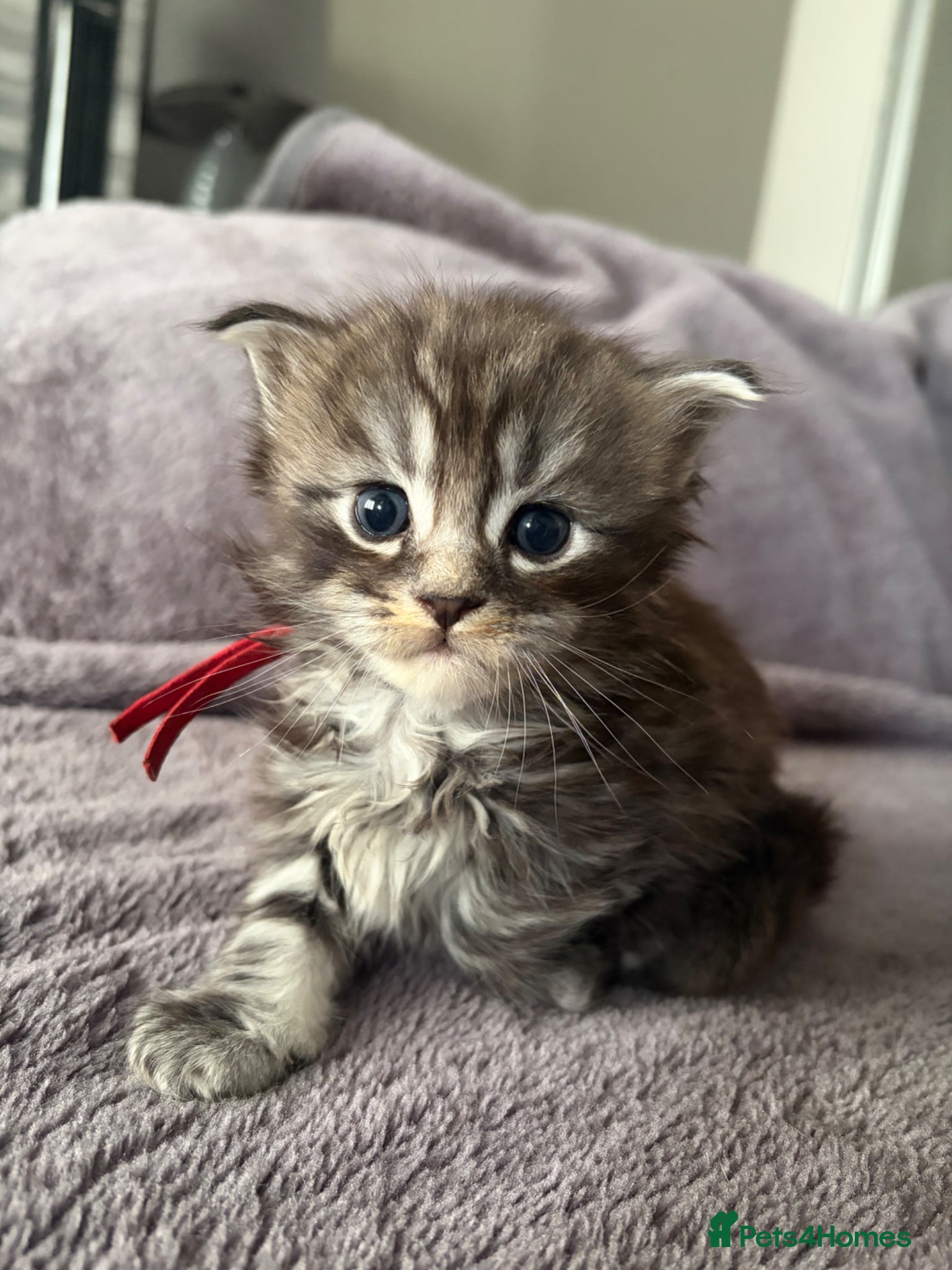 Maine Coon cats Beautiful registered babies - Advert 1