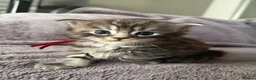 Maine Coon cats for sale: TICA active reg mainecoon kittens - Advert 19