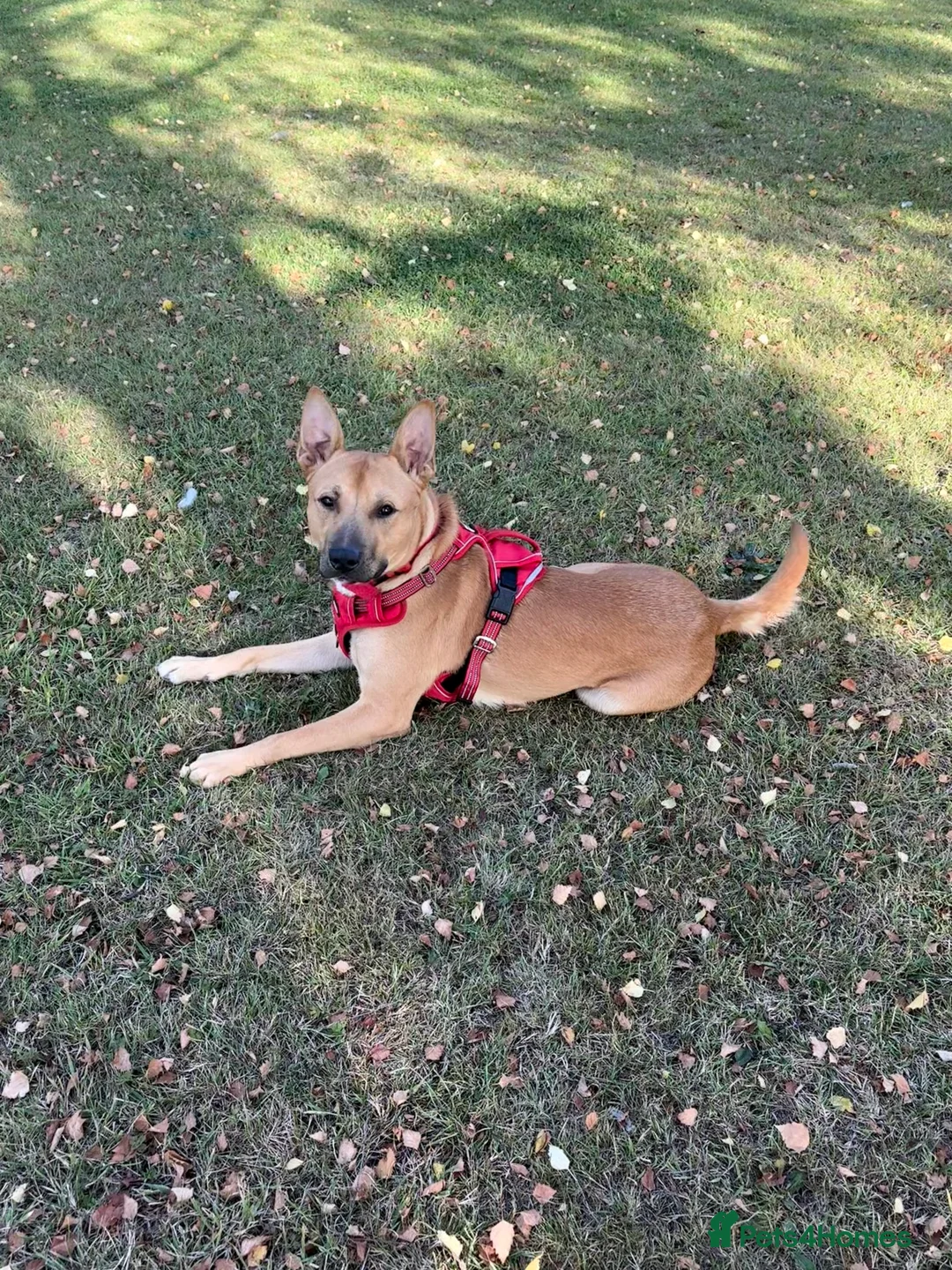 Mixed Breed dogs for sale: Sausage - Advert 3