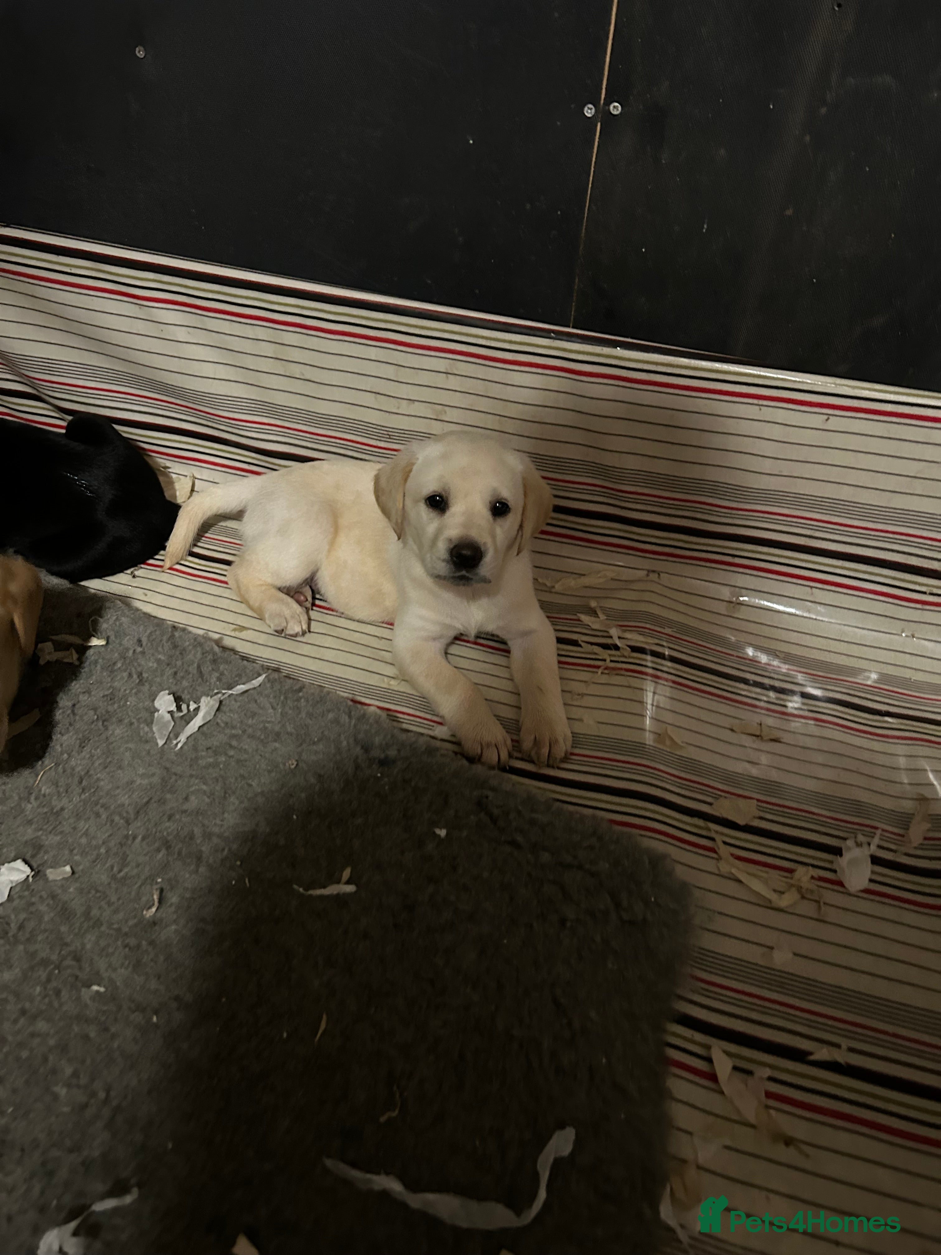 Labrador Retriever dogs Available for new homes 1st August.  - Advert 2