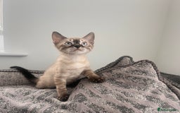 Bengal cats for sale: Stunning full pedigree bengal kittens *READY*  - Image 20