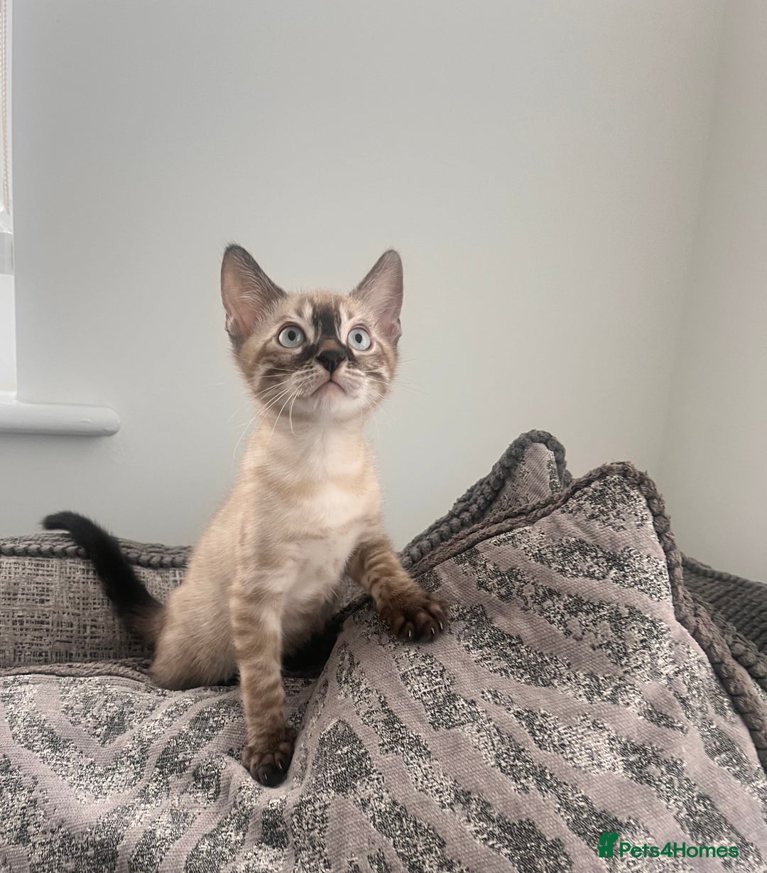 Bengal cats for sale: Stunning full pedigree bengal kittens *READY*  - Image 20