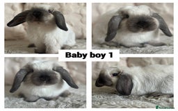 Mini Lop rabbits for sale: Gorgeous Adult and 3 Baby mini lops for sale  - Image 3