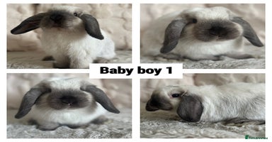 Mini Lop rabbits - Advert 4