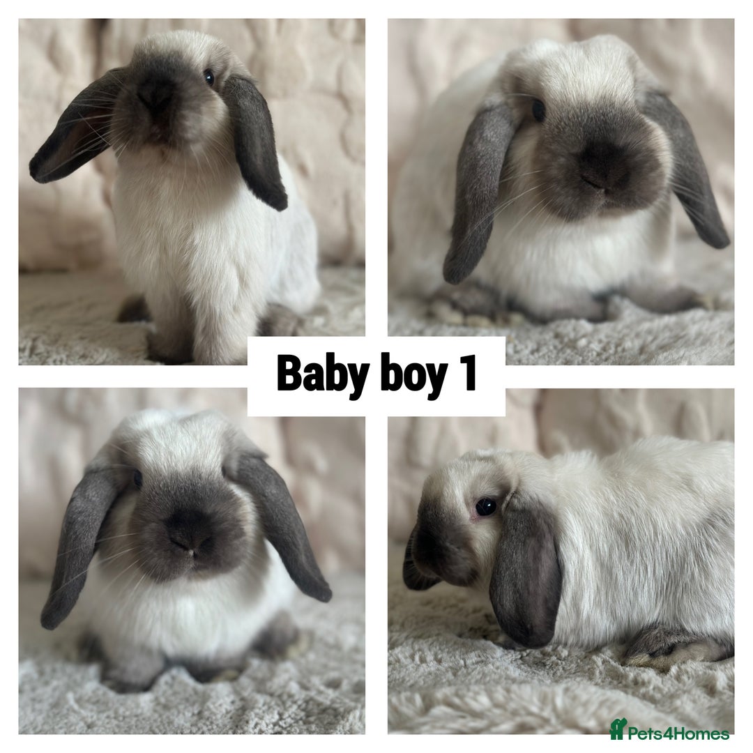 Mini Lop rabbits for sale: Gorgeous Adult and 3 Baby mini lops for sale  - Image 3