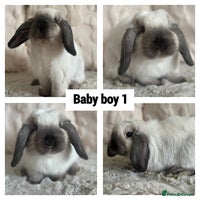 Mini Lop rabbits - Advert 4