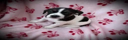 Jack Russell dogs for sale: 2 jack Russell puppies - Advert 6