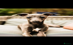 Italian Greyhound dogs for sale: Stunning Tiny Cream Boy  - Image 9