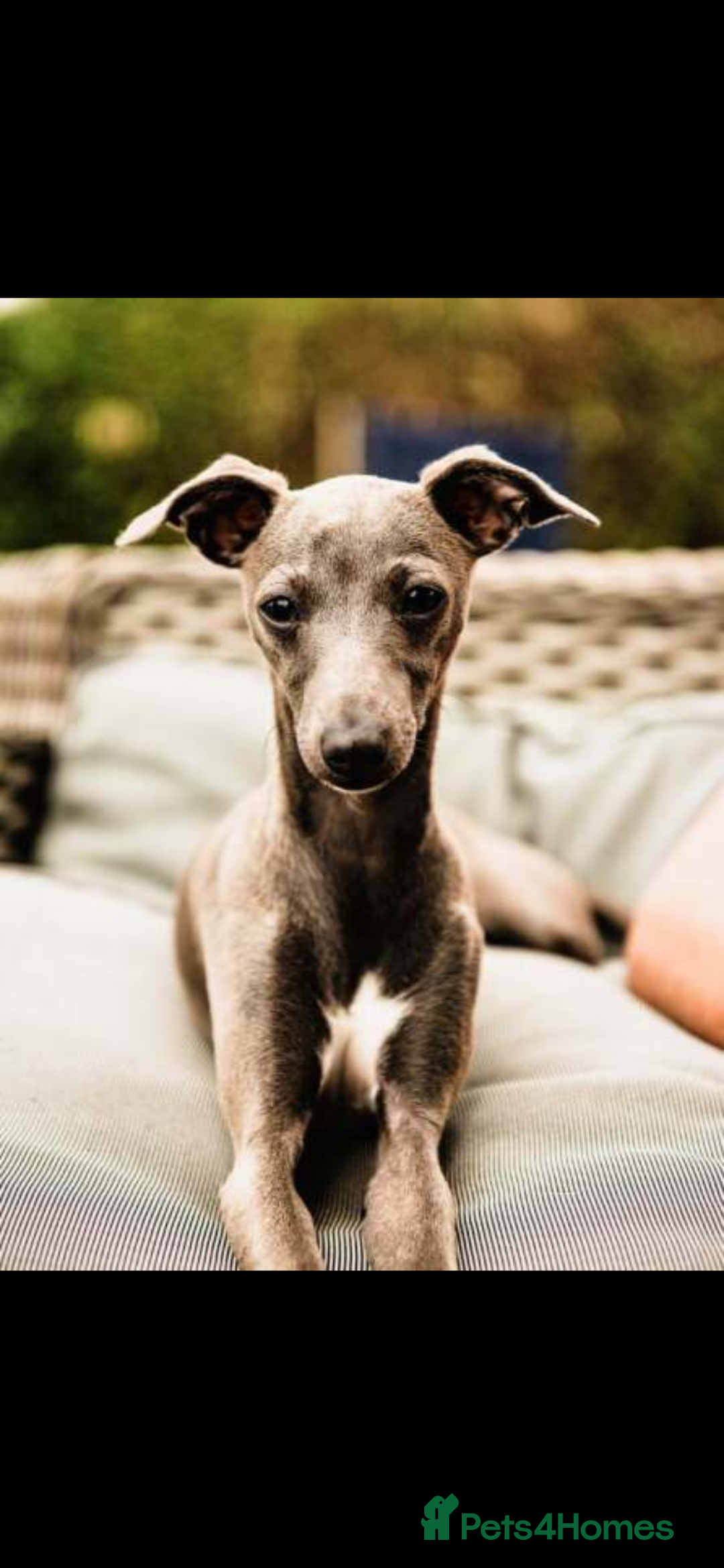 Italian Greyhound dogs for sale: Stunning Tiny Cream Boy  - Image 9